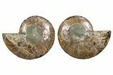 Cut & Polished, Agatized Ammonite Fossil - Madagascar #344498-1